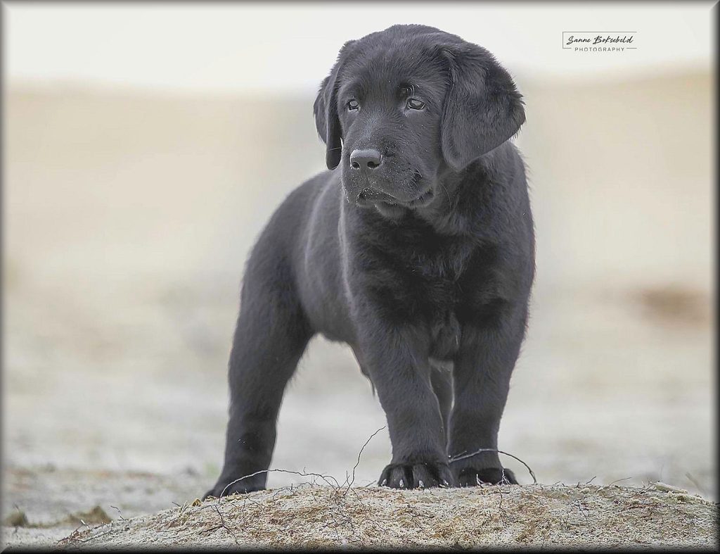 "Onze ervaren Labrador dekreu Dexter is beschikbaar voor dekking. Professionele fokkerij met focus op gezondheid en temperament."