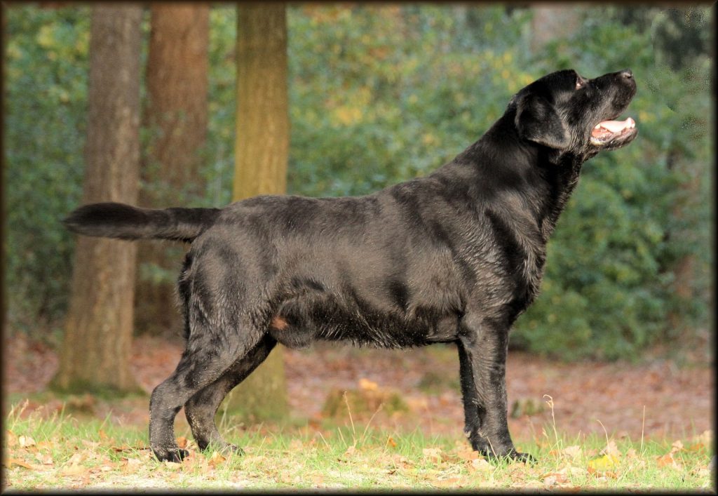 "Dekreu Labrador beschikbaar"