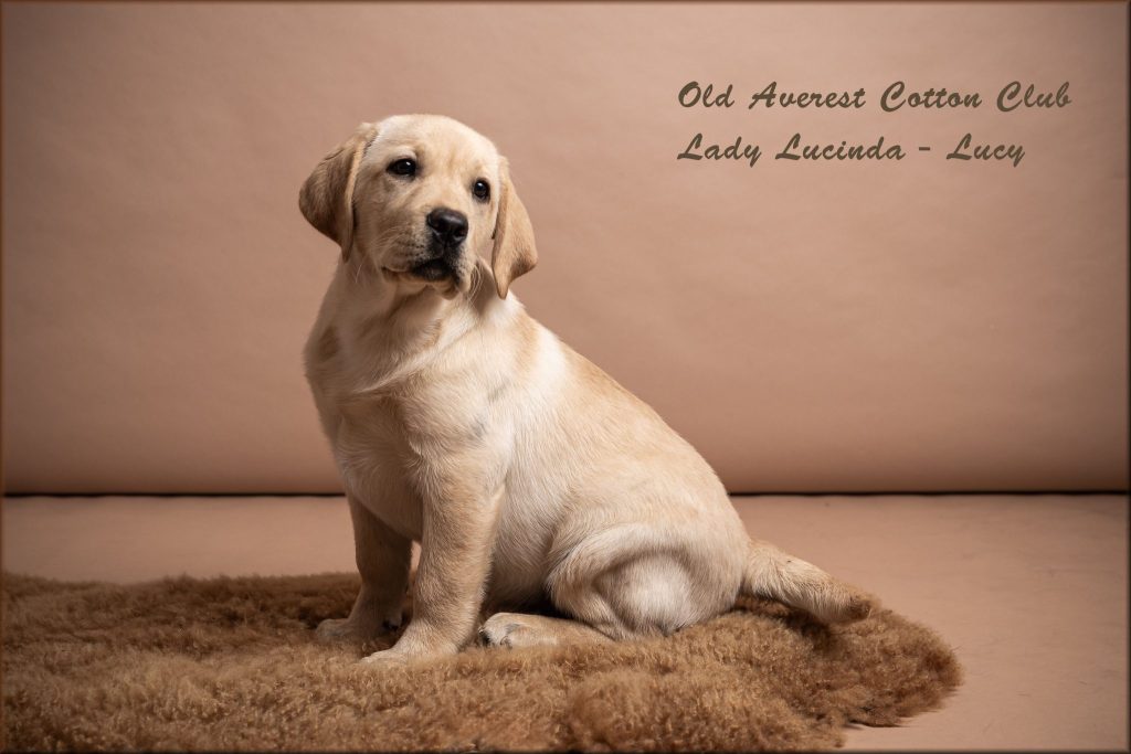 Old Averest Cotton Club Lady Lucinda - Lucy