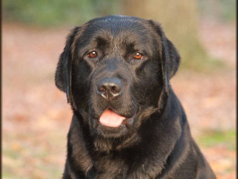 "Dexter, een fitte en gezonde Labrador dekreu, biedt dekking voor teven. Verantwoord fokken met topkwaliteit en zorg voor je pup."